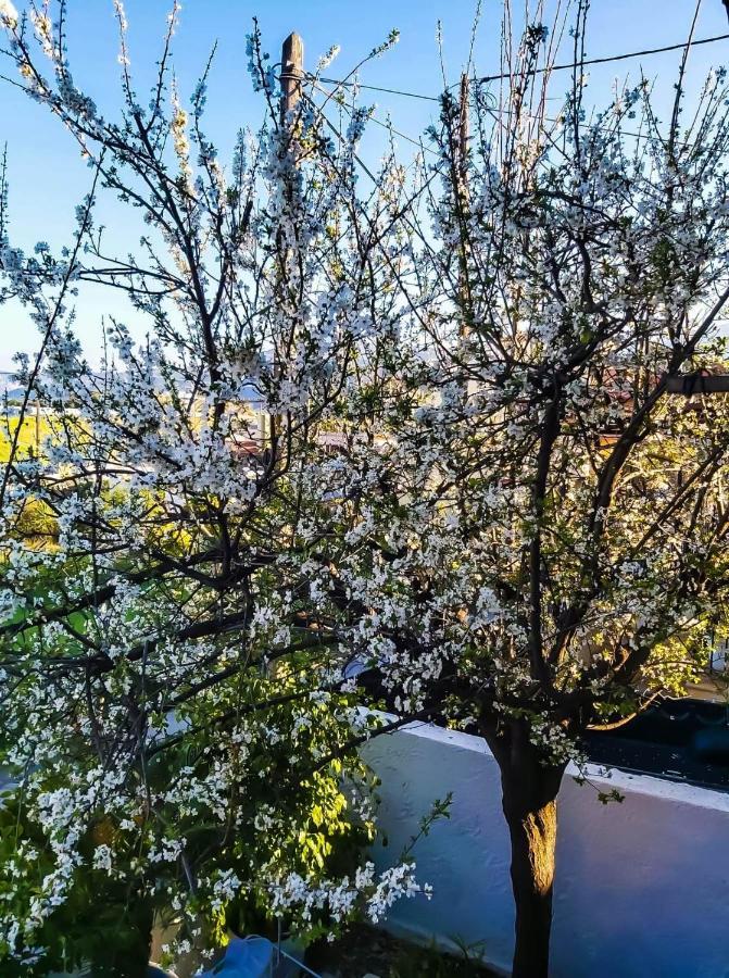 West Garden At Aigio By Greece Apartments Екстер'єр фото